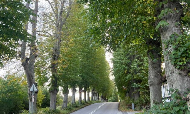 Fem træer på Ledreborg Allé skal fældes