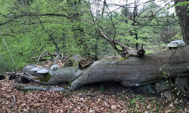 Der ruskes op i Lerbjerg Skovs friserede rækker