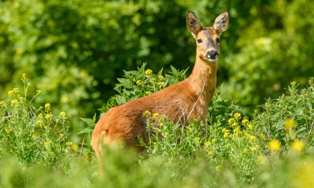 850.000 kroner til naturprojekter i Lerbjerg Skov